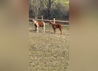 Paint Horse, Mare, 1 year, 15.1 hh, Overo-all-colors