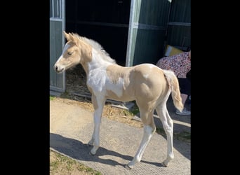 Paint Horse, Mare, 1 year, 15.1 hh, Palomino