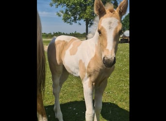 Paint Horse, Mare, 1 year, 15.1 hh, Palomino