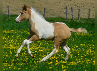 Paint Horse, Mare, 1 year, 15.1 hh, Pinto