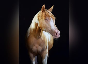 Paint Horse, Mare, 1 year, 15.1 hh, Tobiano-all-colors
