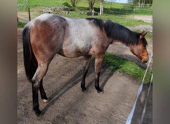 Paint Horse, Mare, 1 year, 15.2 hh, Roan-Bay