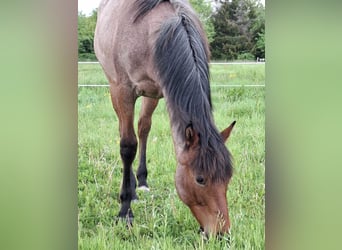 Paint Horse, Mare, 1 year, 15,2 hh, Roan-Bay