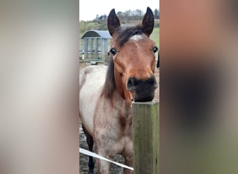 Paint Horse, Mare, 1 year, 15.2 hh, Roan-Bay