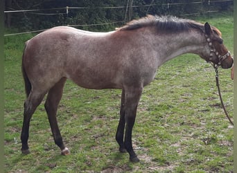Paint Horse, Mare, 1 year, 15.2 hh, Roan-Bay