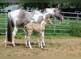 Paint Horse, Mare, 1 year, 15 hh, Champagne