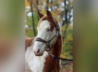 Paint Horse, Mare, 1 year, 15 hh, Overo-all-colors