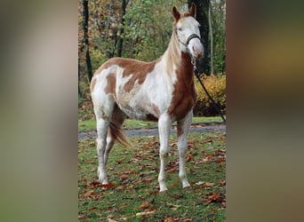 Paint Horse, Mare, 1 year, 15 hh, Overo-all-colors
