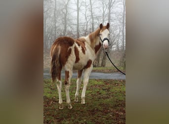 Paint Horse, Mare, 1 year, 15 hh, Overo-all-colors