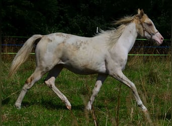Paint Horse, Mare, 1 year, 15 hh, Pinto