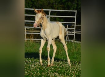 Paint Horse, Mare, 1 year, 15 hh, Pinto