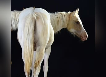 Paint Horse, Mare, 1 year, 15 hh, Pinto