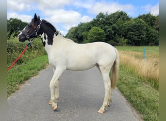 Paint Horse Mix, Mare, 1 year, 15,1 hh, Pinto