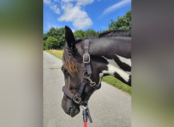 Paint Horse Mix, Mare, 1 year, 15,1 hh, Pinto