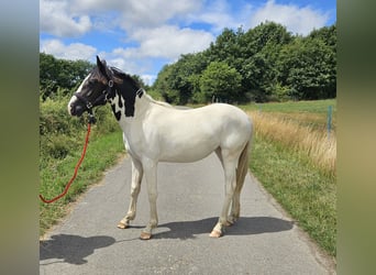 Paint Horse Mix, Mare, 1 year, 15,1 hh, Pinto
