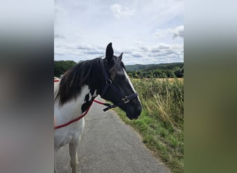 Paint Horse Mix, Mare, 1 year, 15,1 hh, Pinto