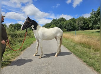 Paint Horse Mix, Mare, 1 year, 15,1 hh, Pinto