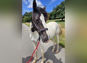 Paint Horse Mix, Mare, 1 year, 15,1 hh, Pinto