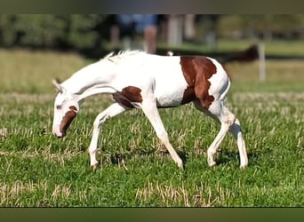 Paint Horse, Mare, 1 year, 16 hh, Tovero-all-colors