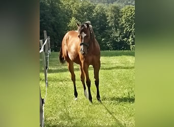 Paint Horse, Mare, 1 year, Brown