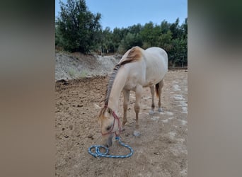 Paint Horse, Mare, 1 year, Champagne