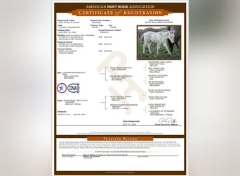 Paint Horse, Mare, 1 year, Champagne