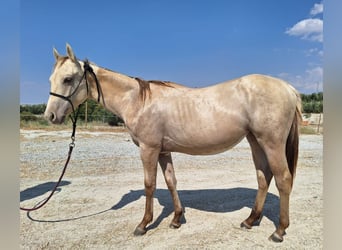 Paint Horse, Mare, 1 year, Champagne