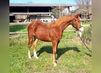 Paint Horse, Mare, 1 year, Chestnut-Red