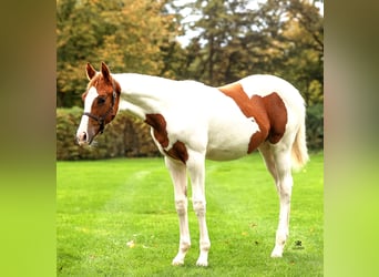 Paint Horse, Mare, 1 year, Tobiano-all-colors