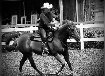 Paint Horse, Mare, 22 years, 14,2 hh, Chestnut-Red