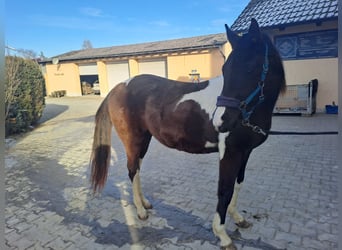 Paint Horse Mix, Mare, 2 years, 13,2 hh, Pinto