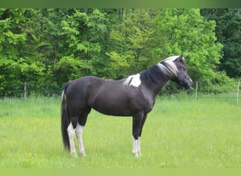 Paint Horse, Mare, 2 years, 14.1 hh, Tobiano-all-colors