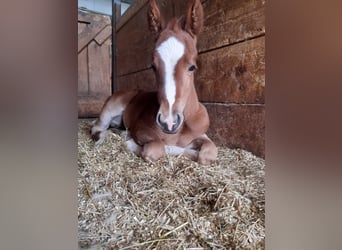 Paint Horse, Mare, 2 years, 14,2 hh, Chestnut-Red