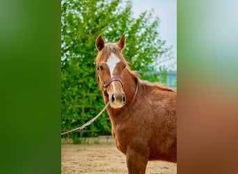 Paint Horse, Mare, 2 years, 14.2 hh, Chestnut-Red
