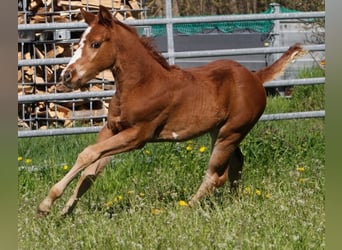 Paint Horse, Mare, 2 years, 14,2 hh, Chestnut