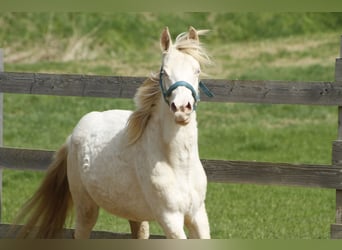 Paint Horse, Mare, 2 years, 14.2 hh, Overo-all-colors