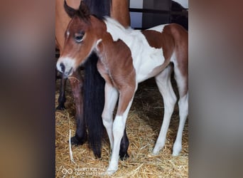 Paint Horse, Mare, 2 years, 14,2 hh, Pinto