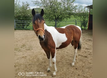 Paint Horse, Mare, 2 years, 14,2 hh, Pinto