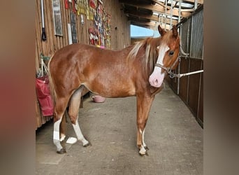 Paint Horse, Mare, 2 years, 14.3 hh, Chestnut-Red