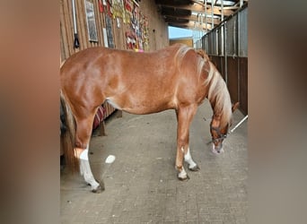 Paint Horse, Mare, 2 years, 14,3 hh, Chestnut-Red