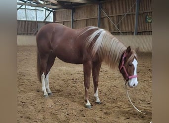 Paint Horse, Mare, 2 years, 14.3 hh, Chestnut-Red