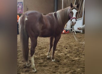 Paint Horse, Mare, 2 years, 14,3 hh, Chestnut-Red