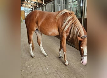 Paint Horse, Mare, 2 years, 14.3 hh, Chestnut-Red