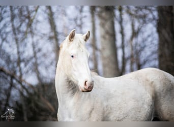 Paint Horse, Mare, 2 years, 14,3 hh, Pinto