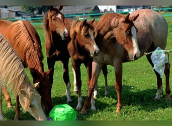 Paint Horse, Mare, 2 years, 14,3 hh, Tobiano-all-colors