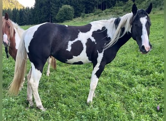 Paint Horse, Mare, 2 years, 14 hh, Tobiano-all-colors