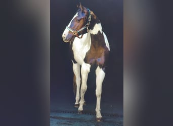 Paint Horse, Mare, 2 years, 14,2 hh, Tobiano-all-colors