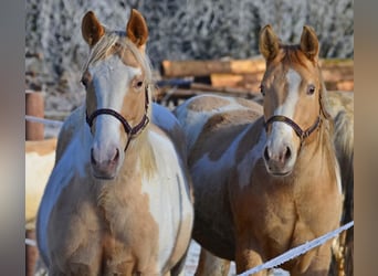 Paint Horse, Mare, 2 years, 15.1 hh, Champagne