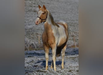 Paint Horse, Mare, 2 years, 15.1 hh, Champagne