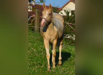 Paint Horse, Mare, 2 years, 15,1 hh, Pinto